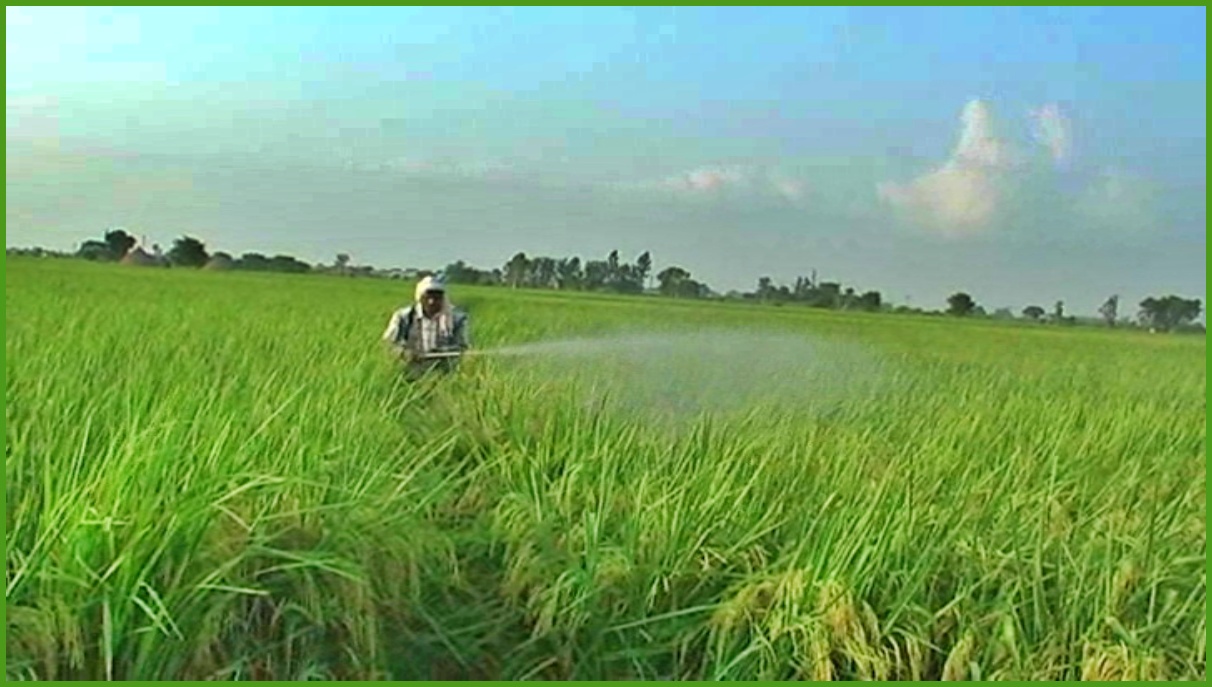 Insect attack in paddy crop