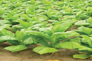 Researchers from various countries, including an alumnus of Allahabad University, have discovered a compound derived from tobacco leaves that shows promise in fighting several types of cancer.