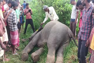 Elephant death