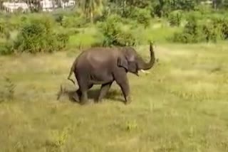 Couple_killed_in_elephant_attack