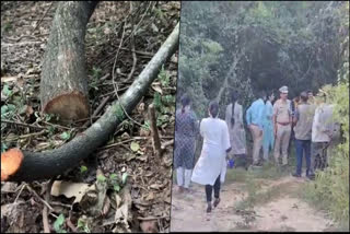 Karnataka: Forest officials fire on sandalwood thieves; one died, other escaped