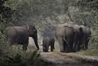 Andhra Pradesh: Elephant rums amok; kills couple, injures another in Chittoor district