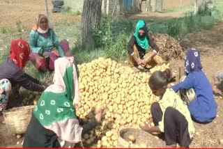 banaskantha-farmers-are-upset-that-they-have-not-yet-received-the-governments-aid-in-potatoes