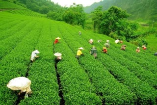 Tea Industry in Assam