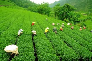 Crisis in Assam Tea Industry : એવું શું છે જેનાથી આસામના ચાના બગીચા ધડાધડ વેચાઇ રહ્યાં છે?