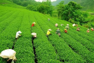 TEA FARMING IN ASSAM HUGE CRISIS IN THE TEA INDUSTRY IN ASSAM 68 TEA GARDENS WERE SOLD IN 5 YEARS
