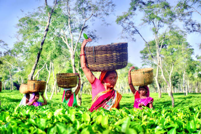 Tea Farming In Assam