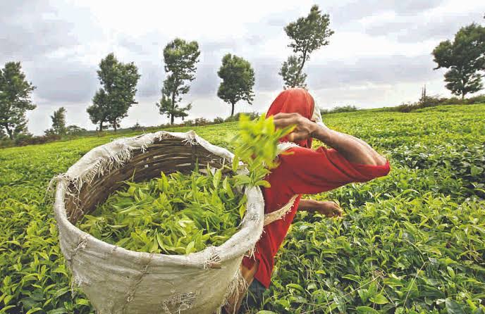 Tea Farming In Assam