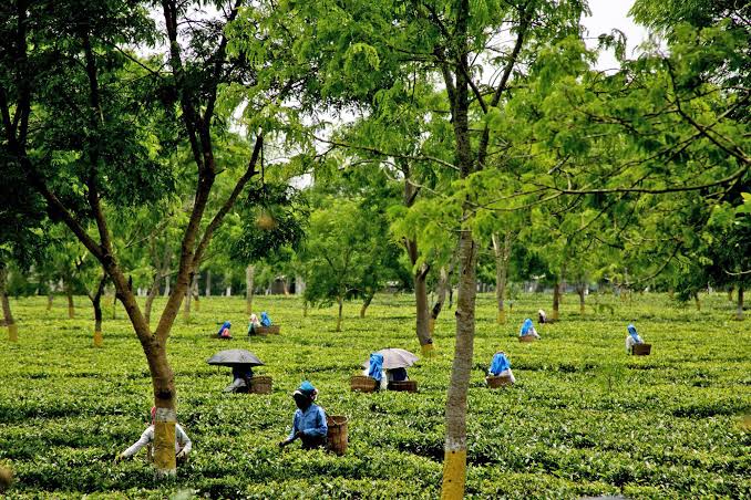 Tea Farming In Assam