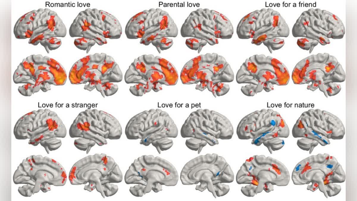 Love Affects Human Brain