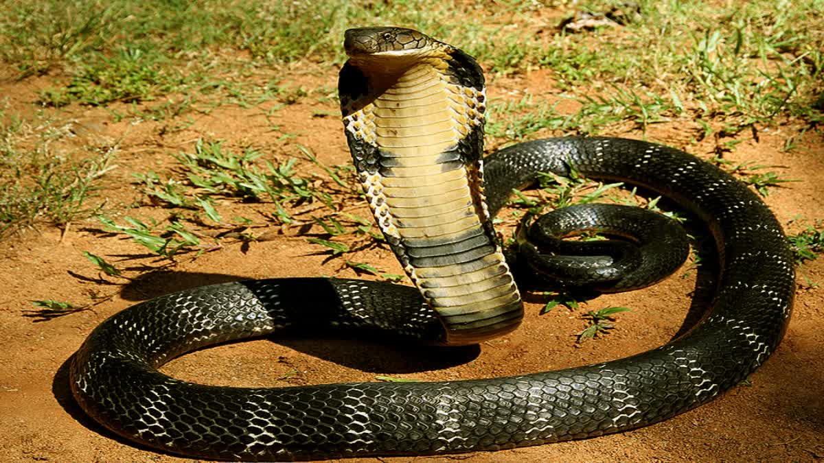 Forest department will provide injection in case of snake bite