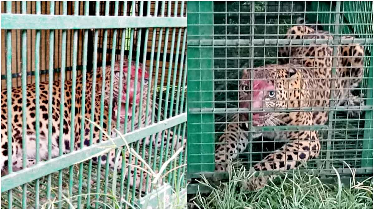 Leopard Caged