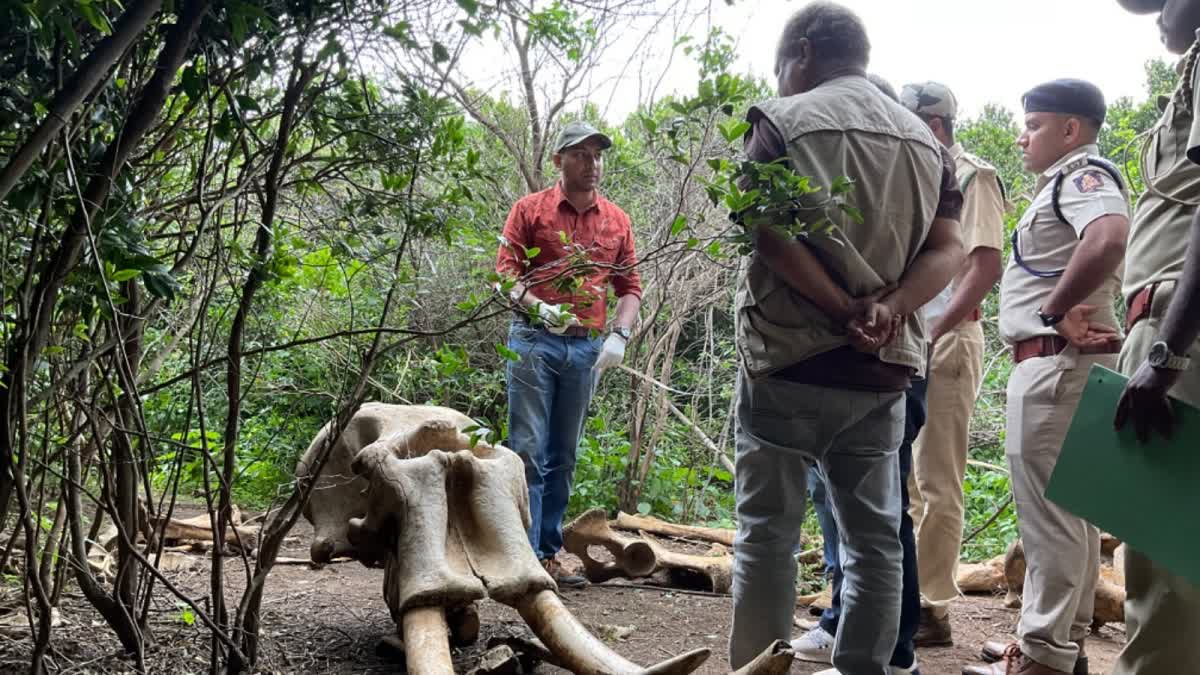 ELEPHANT CARCASSES FOUND