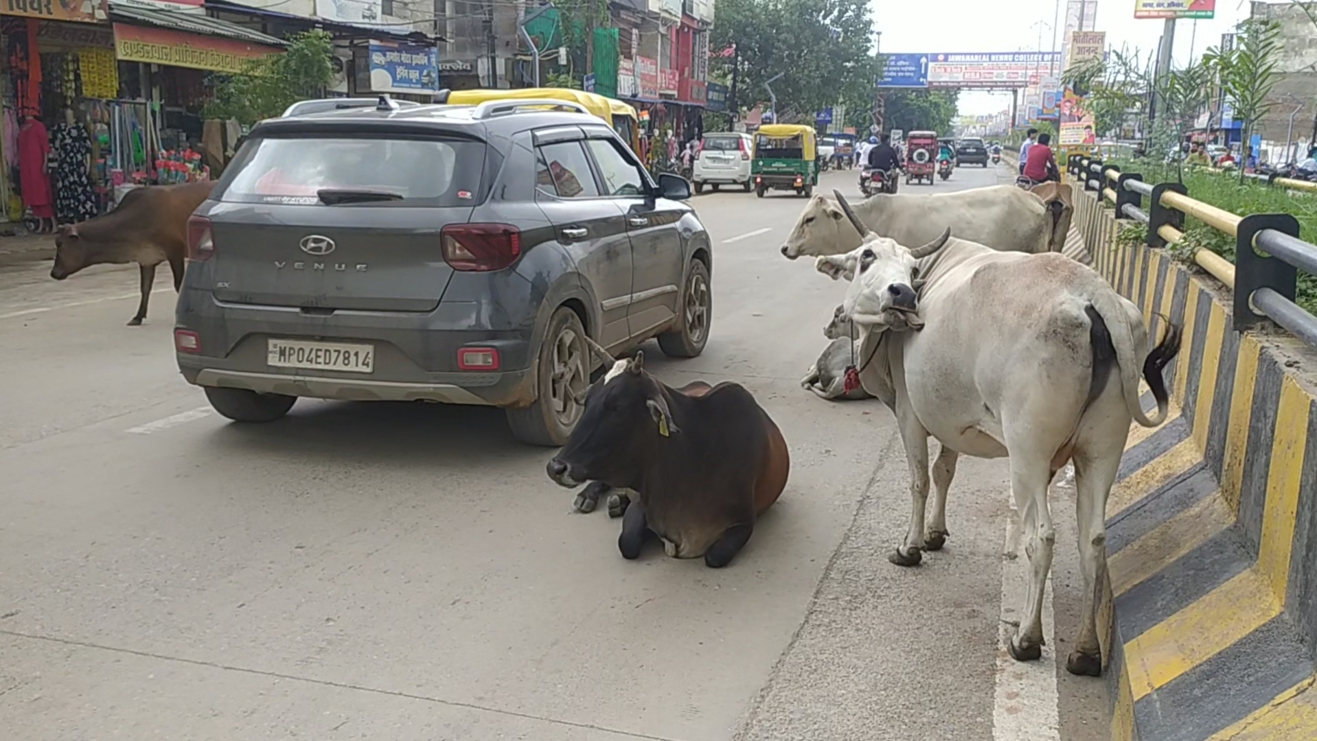 REWA COWS TO COWSHED MISSION