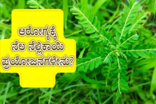 MEDICINAL USES OF BHUMI AMLA  BHUMI AMLA BENEFITS  BENEFITS OF PHYLLANTHUS NIRURI  BHUMI AMLA