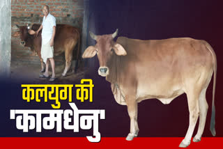 SIDHI AMAZING SAHIWAL COW