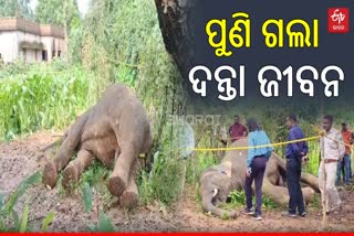 Elephant Dead Body Recovered