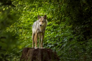 Wolf Attack in india