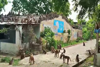 FEW MONKEYS FOUGHT IN SURYAPET