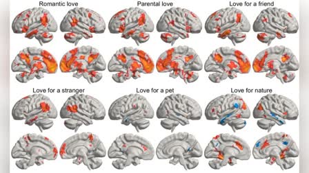 Love Affects Human Brain