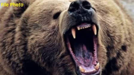 One person injured in bear attack in Ganderbal, admitted to hospital