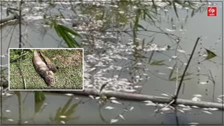 Miscreants pour chemicals into pond