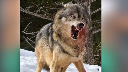 WOLF ATTACKED OLD WOMAN IN SITAPUR  WOLF ATTACK UTTARPRADESH  ഉത്തര്‍പ്രദേശ് ചെന്നായ ആക്രമണം  സീതാപൂർ ചെന്നായ വൃദ്ധയെ കൊന്നു