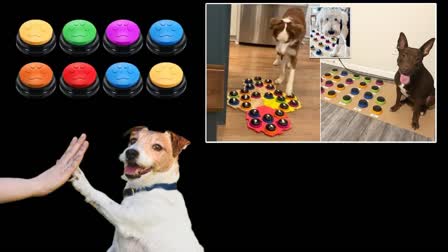 DOGS UNDERSTAND WORDS  SOUNDBOARD BUTTONS  RESEARCH ON DOGS  STUDY REVEALS ON DOGS REACTION