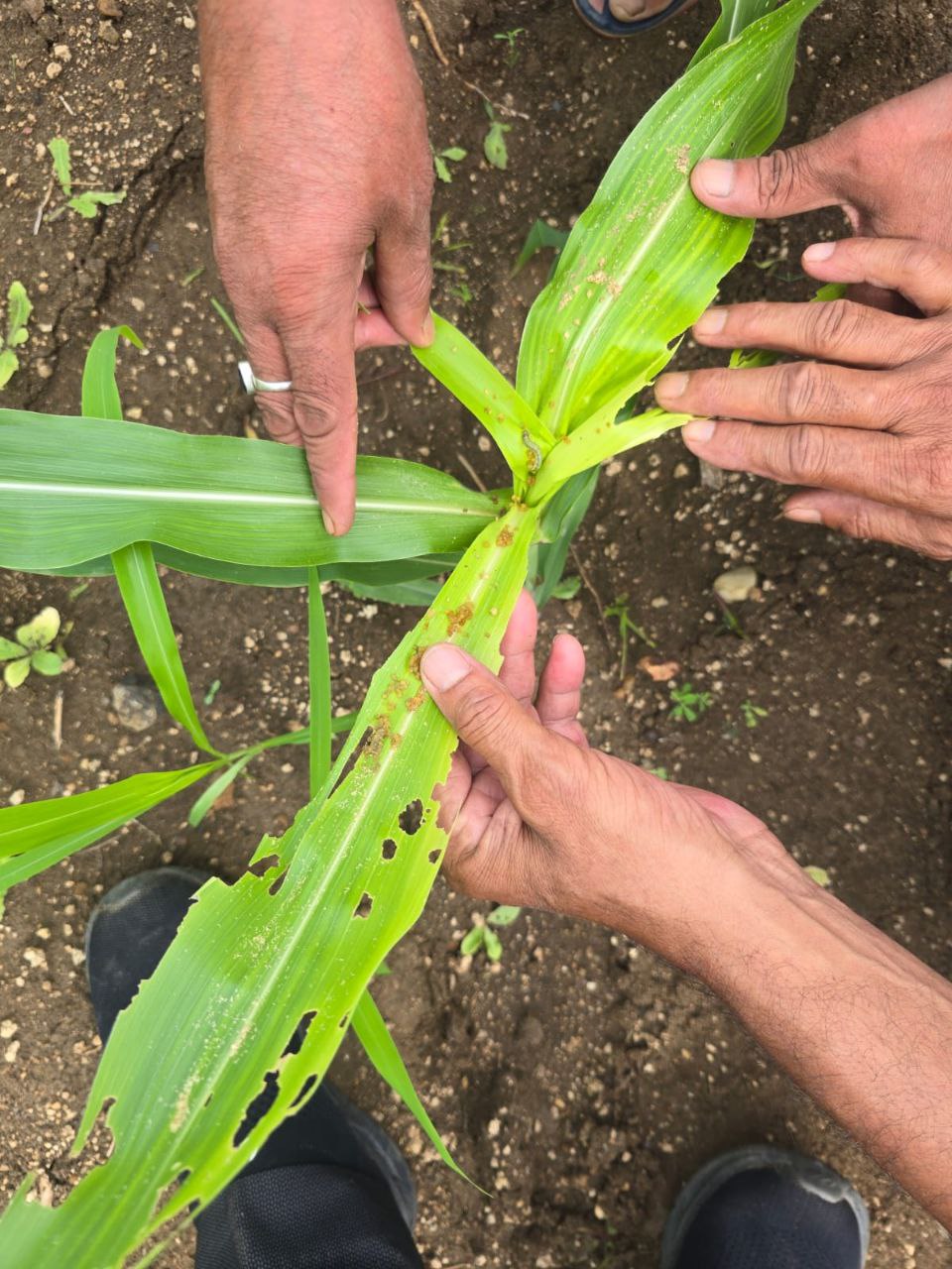 Shahdol Fall Armyworm Attack