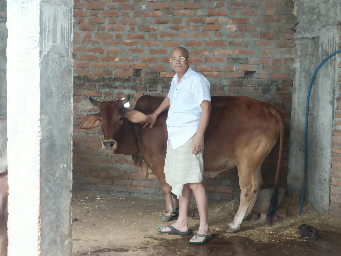 Kamdhenu cow of Sidhi