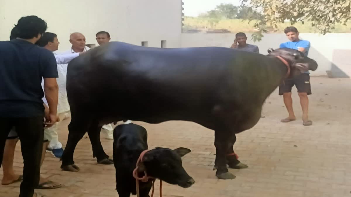murrah-buffalo-dharma-special-story-murrah-breed-buffalo-worth-crores-in-haryana