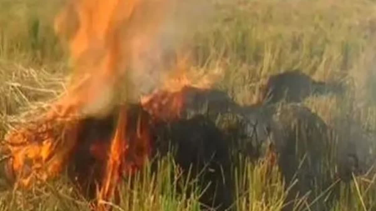 National Human Rights Commission on stubble burning and pollution