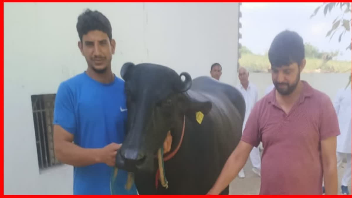 HARYANA BUFFALO DHARMA STORY MURRAH BREED BUFFALO WORTH CRORES IN HARYANA