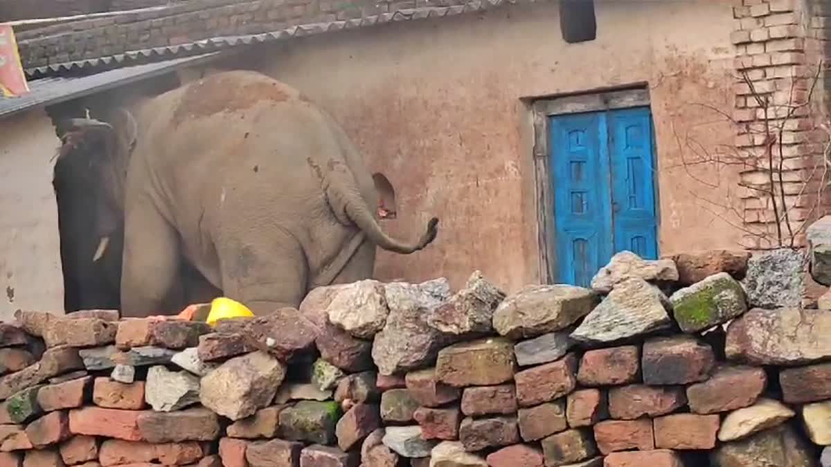 elephants-terror-bokaro-destroy-houses-farms