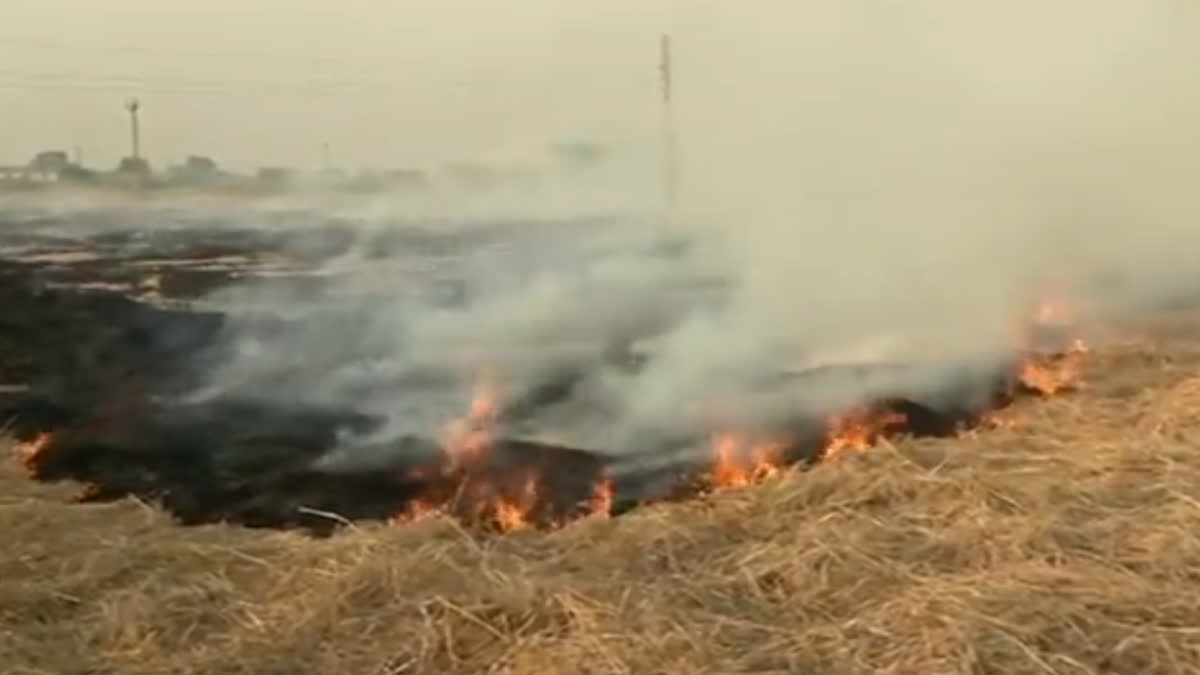 Stubble burning seen in a field in Attari village of Amritsar today