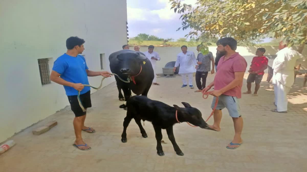 ಮುರ್ರಾ ತಳಿಯ ಎಮ್ಮೆ