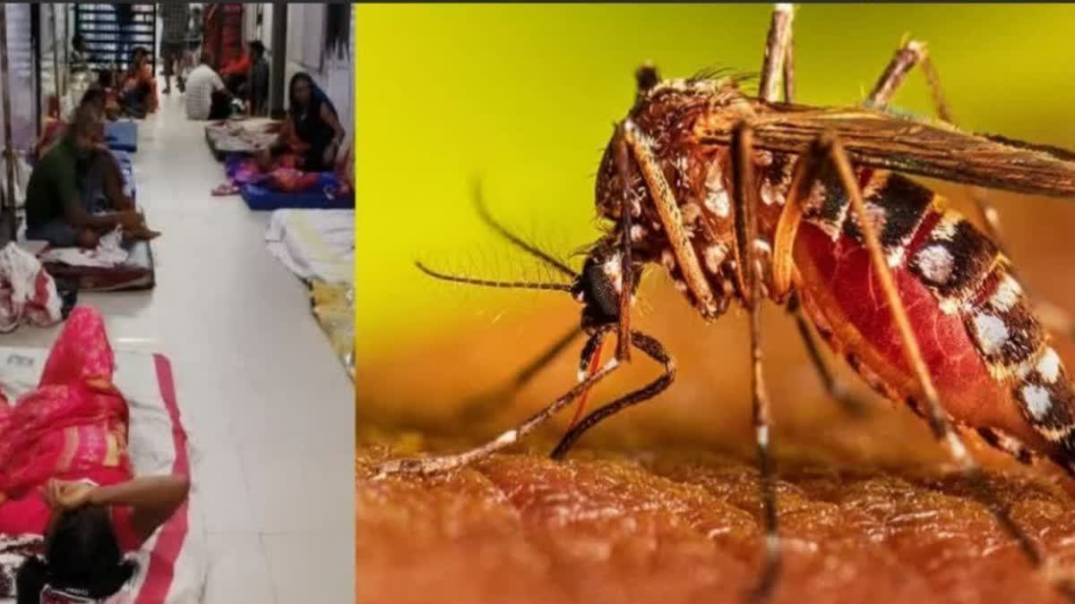 Dengue In Bihar: 396 new dengue patients found in 24 hours, total cases till now cross 6 thousand