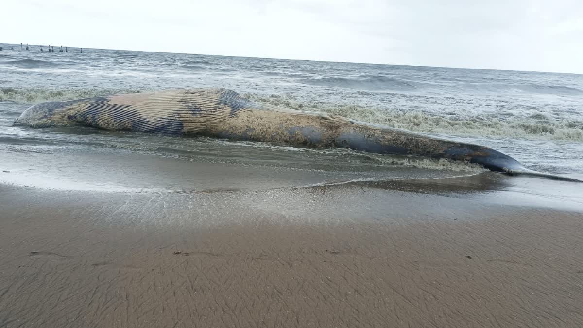 തിമിംഗലം  കോഴിക്കോട് ബീച്ചിൽ തിമിംഗലത്തിന്‍റെ ജഡം  തിമിംഗലത്തിന്‍റെ ജഡം കരയ്‌ക്കടിഞ്ഞു  നീല തിമിംഗലം  blue whale washed ashore on Kozhikode beach  Dead Whale At Kozhikode Beach  Dead Whale  Blue Whale  Kozhikode Beach Dead Whale
