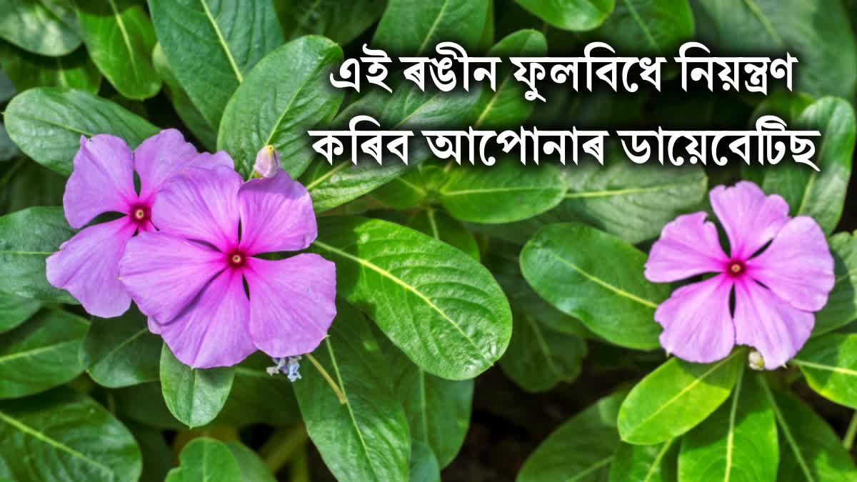 Does Nayantara Flower really control diabetes? know how to use them