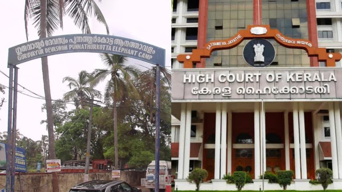 Etv Bharat Guruvayur Anakotta  Guruvayur Anakotta Elephants  Punnathurkotta  High Court On Guruvayur Anakotta  ആനക്കോട്ട  ഗുരുവായൂർ ആനക്കോട്ട  ഗുരുവായൂർ ആന  ഹൈക്കോടതി  High Court on Guruvayur Elephants  പുന്നത്തൂര്‍കോട്ട