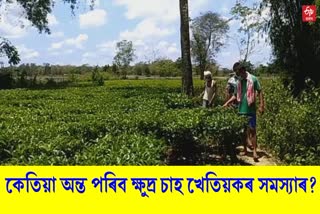 Conference on the issues of small tea growers