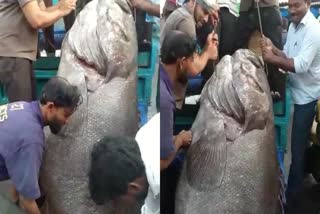 350kg Fish Viral Video