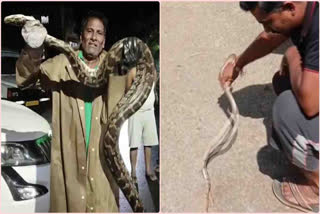 Huge_ python_ in_ Tirumala