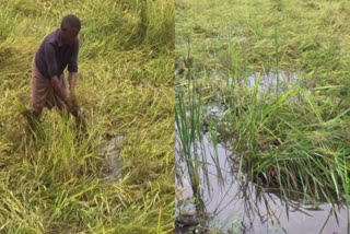 Heavy Rain Crop Damage In Alappuzha  Alappuzha Crop Damage  Alappuzha heavy rain  Kuttanad rain  കുട്ടനാട്ടിലെ കൃഷി പ്രതിസന്ധിയിൽ  നെൽകൃഷി വെള്ളത്തിൽ  കുട്ടനാട് കൃഷിനാശം  കനത്ത മഴ  കനത്ത മഴയിൽ കൃഷി നാശം  മഴ നാശനഷ്‌ടം