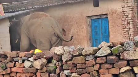 elephants-terror-bokaro-destroy-houses-farms