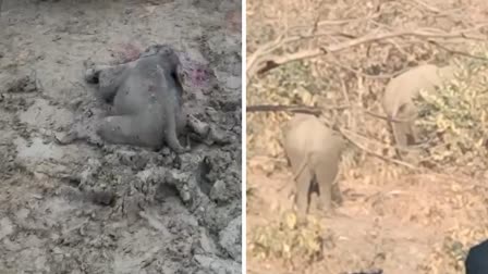 Baby Elephant Dies In Katghora