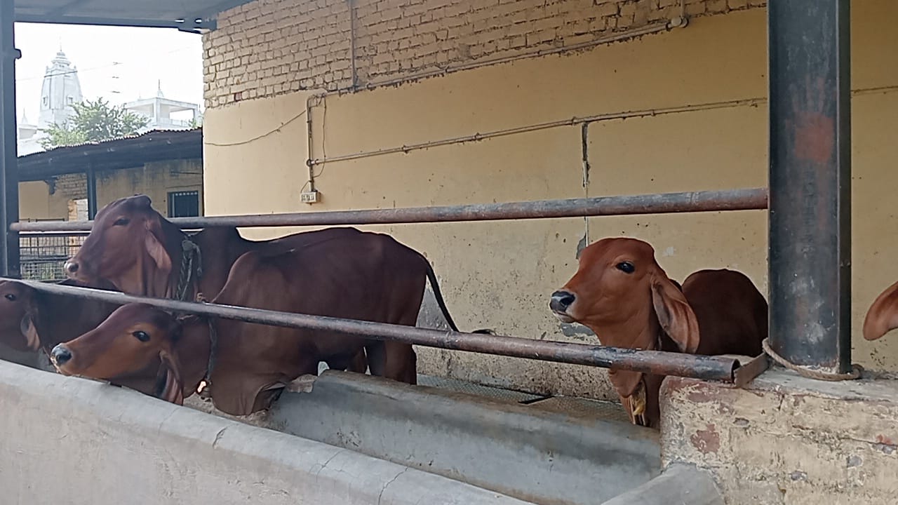 गौवंशों के लिए चारे समेत अन्य सुविधाओं का इंतजाम किया गया है.