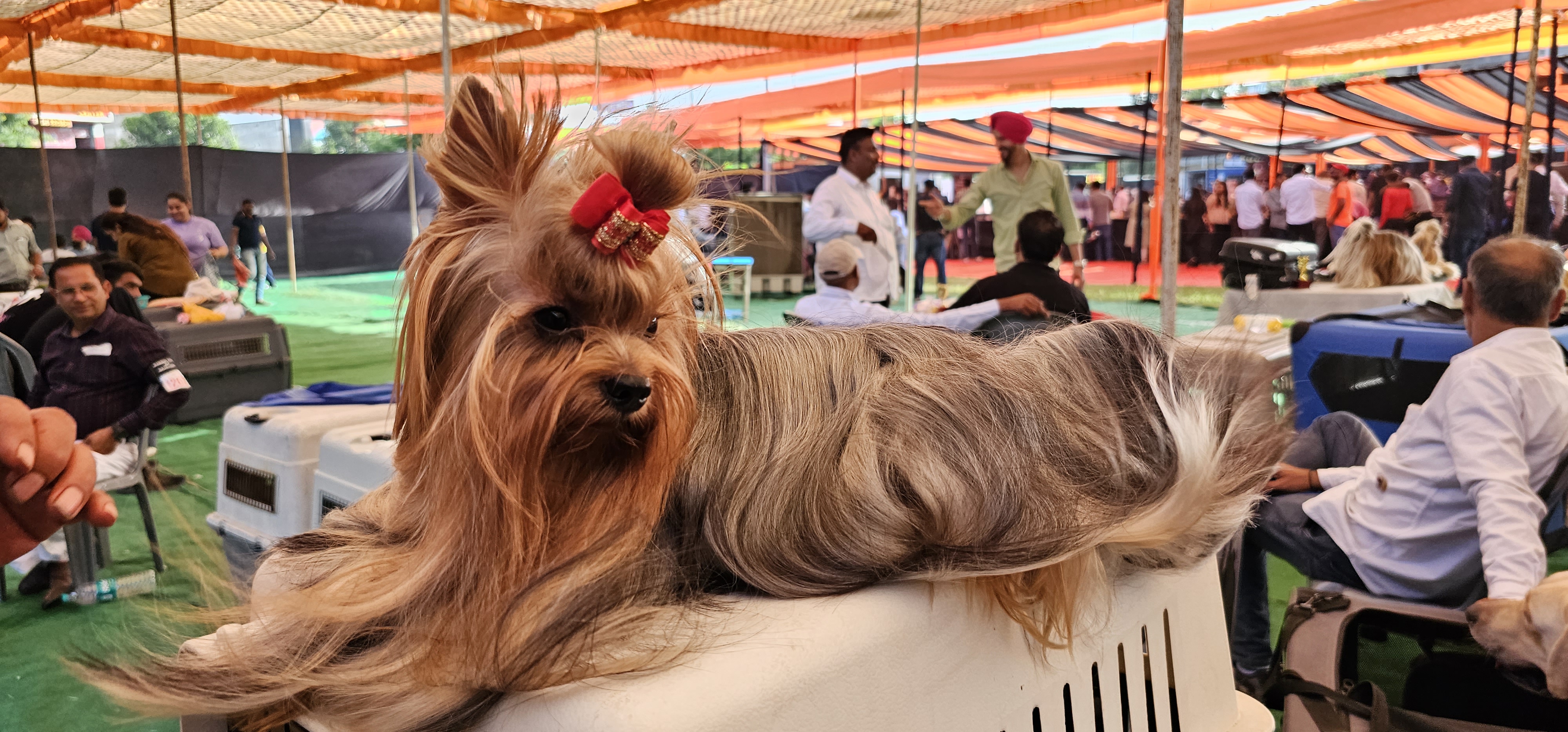 Dog Show in Jaipur