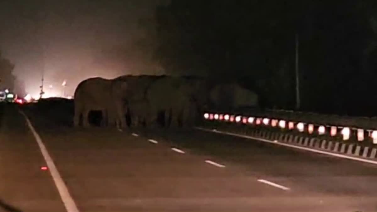 Elephants on Lalkuan Haldwani Highway