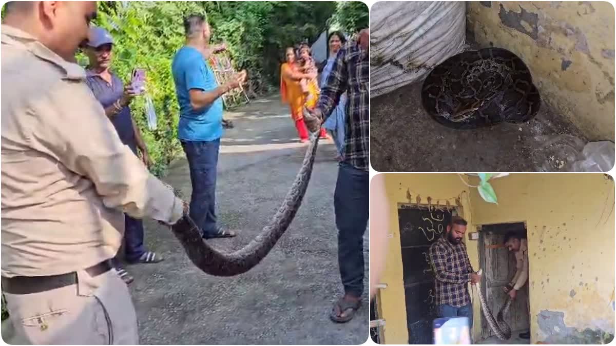 Rishikesh Python Rescue